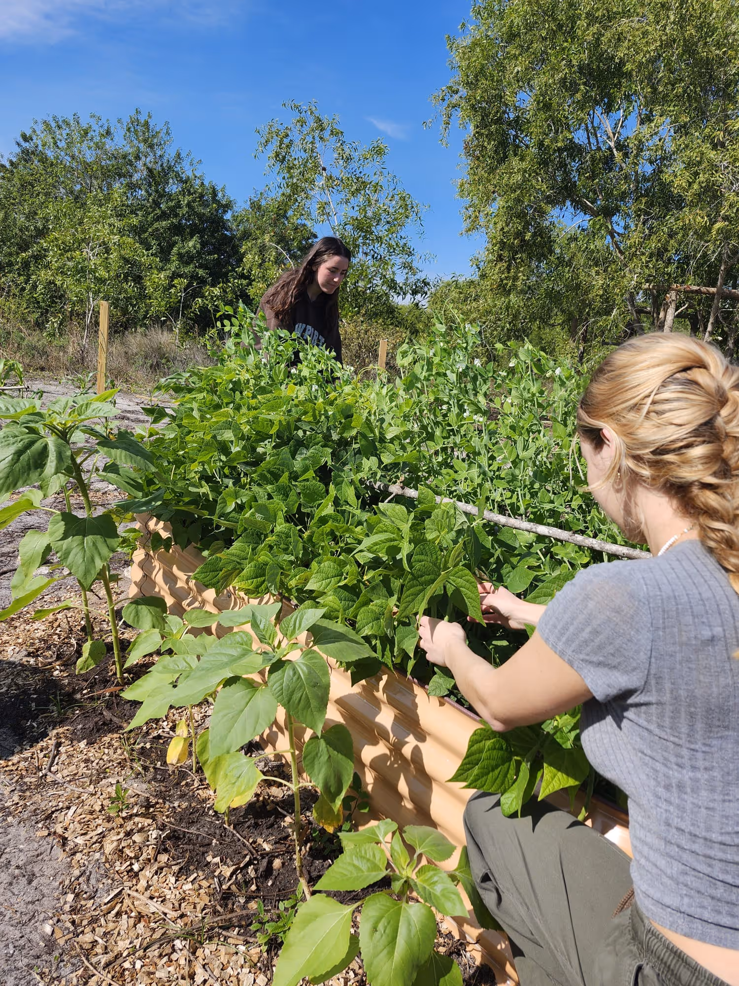 Mary's Garden