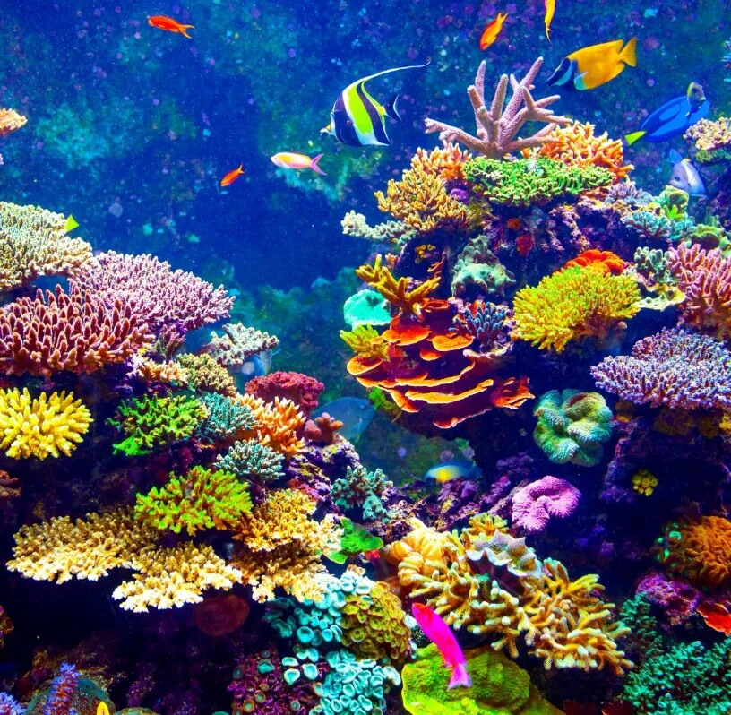 DON’T JUST STUDY MARINE LIFE. JUMP IN AND EXPERIENCE IT