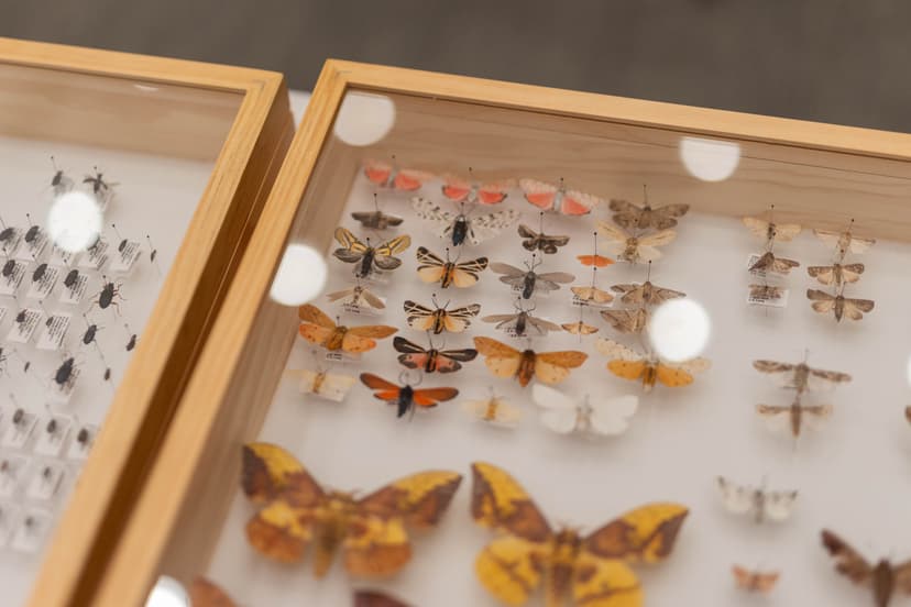Lights On, Bugs Out! -- AMU Entomology Club